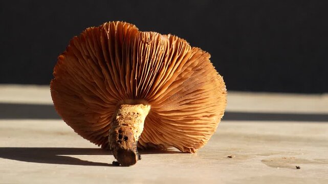 Poisonous mushroom. Golden scalycap, a poisonous mushroom in autumn, close-up 4K footage