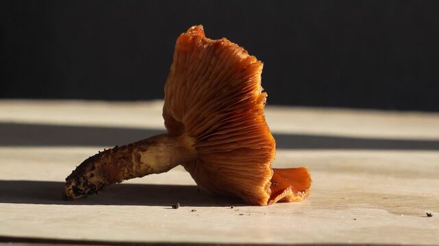 Poisonous mushroom. Golden scalycap, a poisonous mushroom in autumn, close-up 4K footage