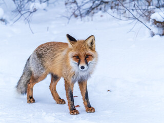 European Red Fox (Vulpes vulpes) in winter forest