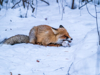 European Red Fox (Vulpes vulpes) in winter forest