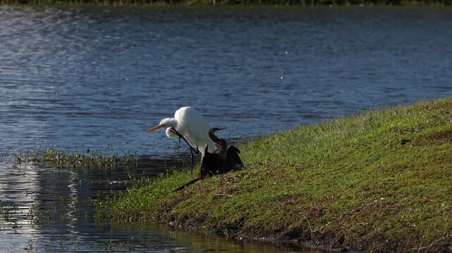Great egret and anhinga by a lake