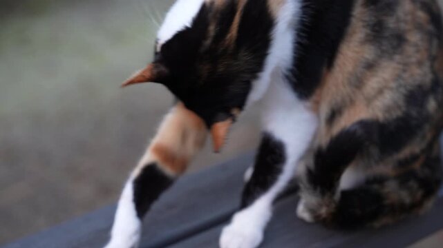 Stray Cats of Korea &ndash; Portraits of Outdoor Felines