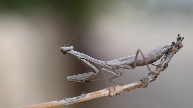 close up of praying mantis