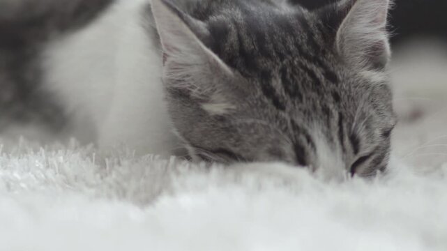 Sleepy aegean cat sucking home carpet pretending drinking milf off mother