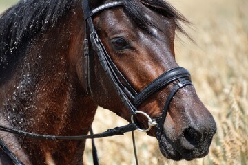Fototapeta premium Horse Sweating. Close-Up Portrait of Foamy English Pony Galloping in Summer Field