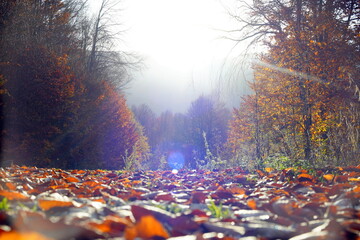 Autumn landscape in the forest, background