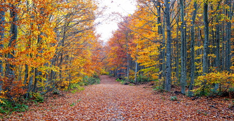 Forest road in autumn