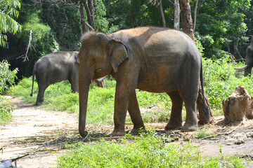 สัตว์ของไทย ช้างเป็นสัตว์ป่า วัว ควาย กินหญ้าตามธรรมชาติ ของจังหวัดสุรินทร์ ประเทศไทย ทวีปเอเชีย