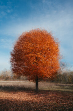Abstract image of big tree with orange leaves on sunny autumn day.