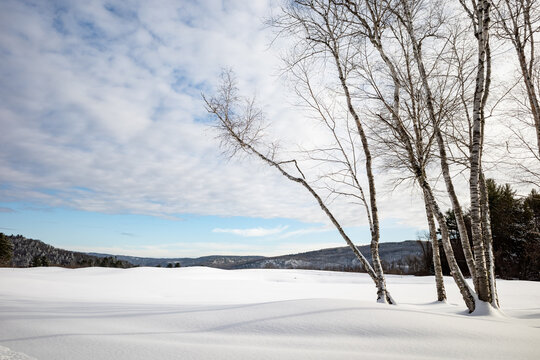 Paper birch trees at the edge of a snowy field on a winter day