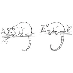 Two opossums perched on branches in a line drawing