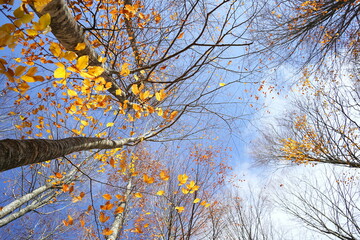 Autumn landscape in the forest, background