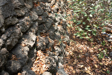 ants on the ground