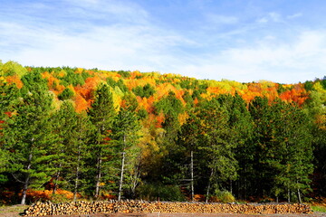 Autumn landscape with trees
