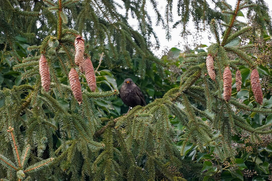Common blackbird (Turdus merula) sitting on a spruce tree branch and looking directly at you with deep stare