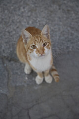 Ginger tabby cat looking up from asphalt