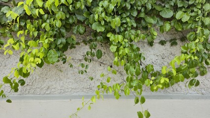 Green climbing vines growing along a rough concrete wall, showing natural textures of leaves and surfaces. The bright and dark green tones create a fresh, organic look.