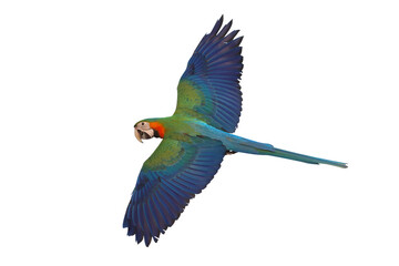 Colorful flying Harlequin Macaw parrot isolated on transparent background png file	