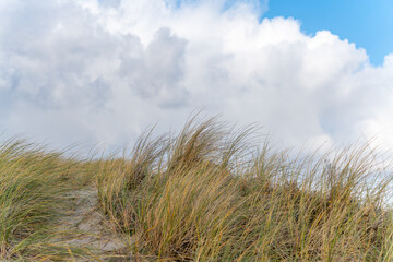Fototapeta premium Coastal grass and clouds. Windblown beach grass on a sandy dune beneath a cloudy sky. Nature and weather merge in a peaceful coastal scene.