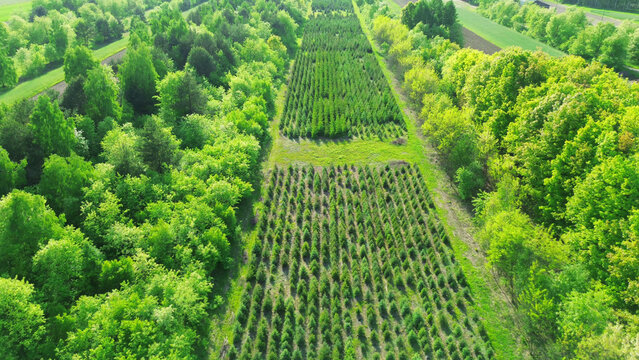 Reforestation saplings planted in neat rows