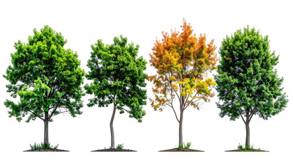 Four diverse trees transition, green to autumn
