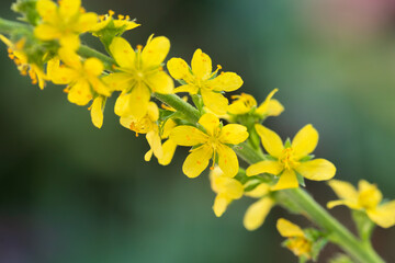 agrimonia japonica