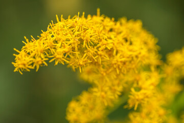 tall goldenrod