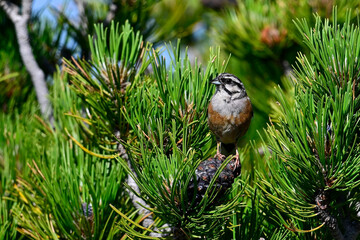 Rock bunting // Zippammer (Emberiza cia) 