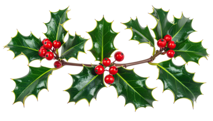 Holly branch, bright green leaves, red berries, black background