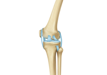 Isolated knee joint illustration, showing bone structure, ligaments, and cartilage