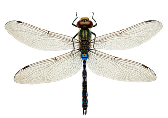 Isolated Emperor dragonfly in detail facing up with iridescent colors and delicate wings
