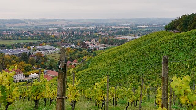 Vineyard terraces in autumn near Wackerbarth Castle, Radebeul, Germany. Beautiful harvest season landscape perfect for travel and agriculture footage