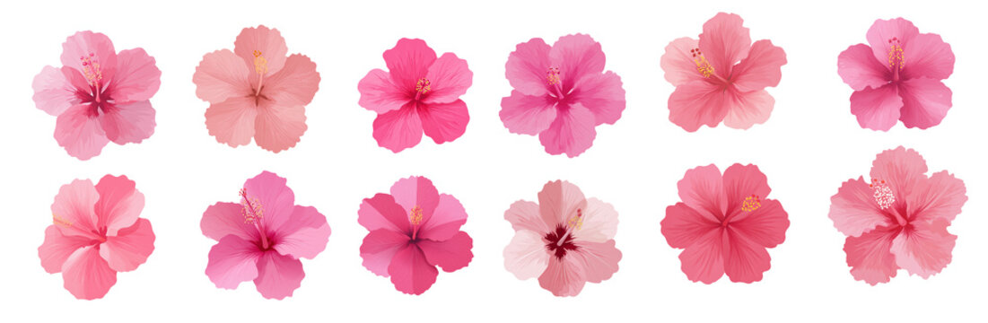 Fototapeta A collection of ten pink hibiscus flowers arranged in two rows on a  transparent background