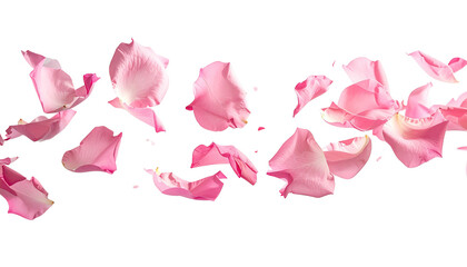 Pink rose petals scattered against a stark black background