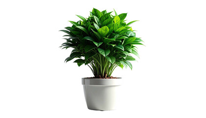Potted green plant with lush leaves, isolated