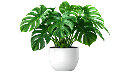 Monstera plant in white pot against a black background