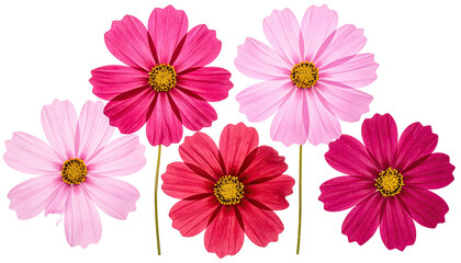 Pink cosmos flowers with yellow centers on black