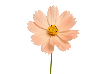 Isolated delicate pink cosmos flower with a slender green stem, blooming in natural light