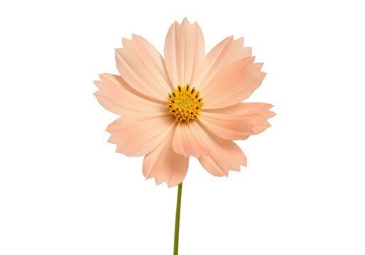 Isolated delicate pink cosmos flower with a slender green stem, blooming in natural light