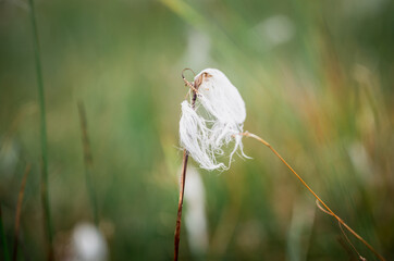 Macro photo of fluffy white cotton grass flower growing in green Nordic meadow