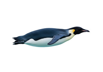 Isolated emperor penguin swimming, Antarctic bird with black and white feathers, beak extended