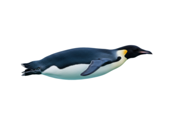 Isolated emperor penguin swimming, Antarctic bird with black and white feathers, beak extended