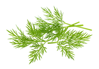 Isolated Dill sprig or twig, an herb for cooking and flavouring meals and a spice ingredient