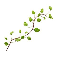 Green leafy branch isolated on a transparent white background, clipping path