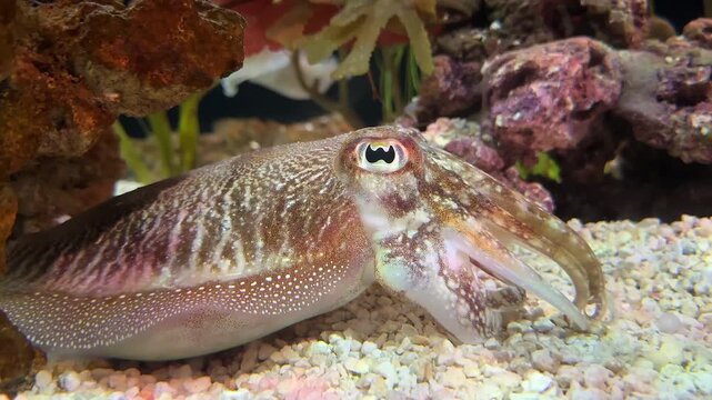 A cuttlefish marine mollusk in the bottom of the sea