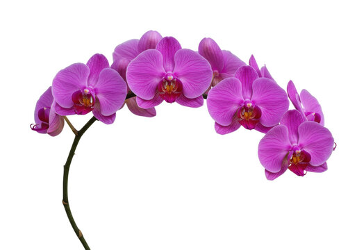 Isolated Purple Moth Orchid blooms in row, elegant floral arrangement, tropical bouquet