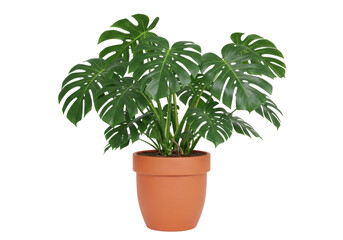 Isolated Monstera deliciosa plant with split leaves in an orange pot, Swiss cheese plant, indoor
