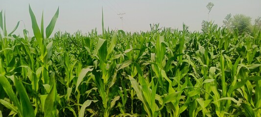 green grass in a field