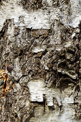 Close-Up Texture of Birch Tree Bark