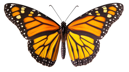 Monarch butterfly with vibrant orange wings and black markings against a
